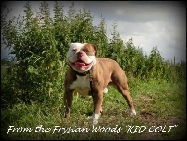From Frysian Woods KID COLT