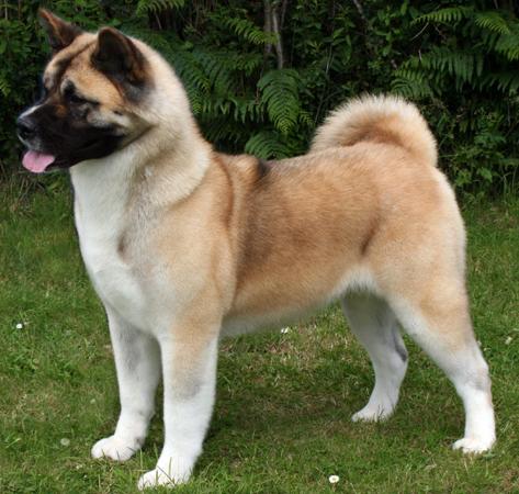 Whitewreath Truly Gifted