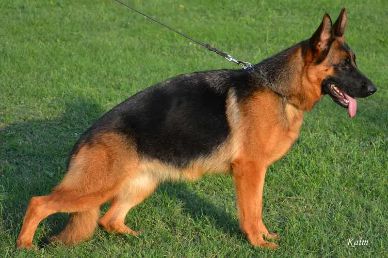 AKITA INU von der Wolfstratte