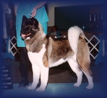 AKC CH Black Forests Morningstar