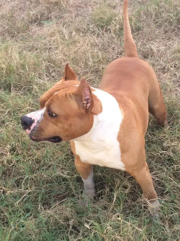 Grapplers Wytorias Mad Ball