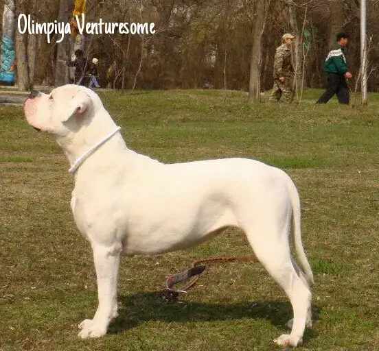 CH RUS,RKF,JCH.RUS Olimpiya  Venturesome