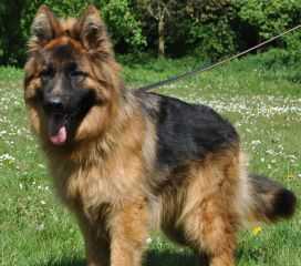 V Asti vom Bierstadter Hof