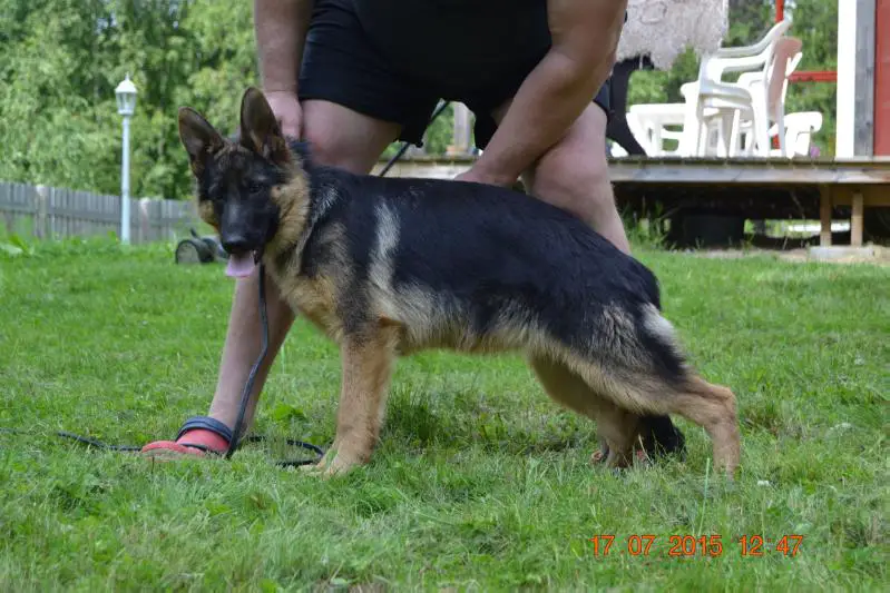 Platinumshepherd Jippu