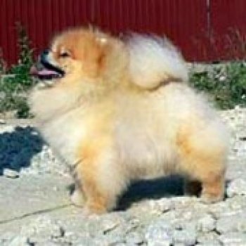 Lake Buena Vista Matrix