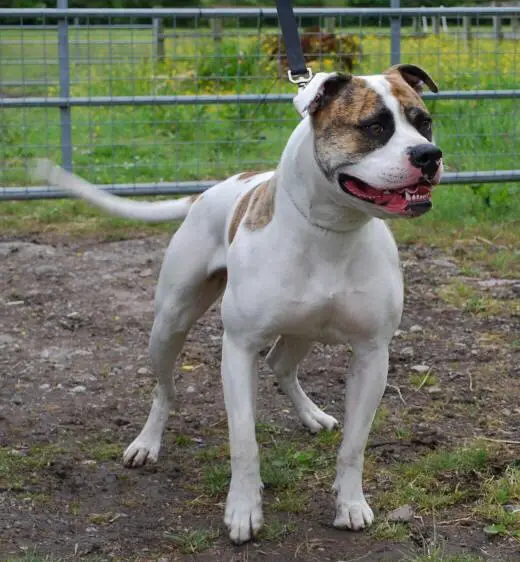 ABNA CH,ABRUK CH Blueblood's Madi