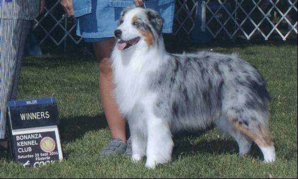AKC CH. Lo Nevada Silver Bullet Legacy