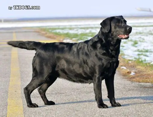 TRENDMAKER'S WILD WISH