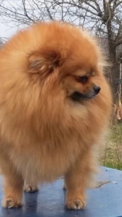 Violetta II iz Apelsinovogo Sada