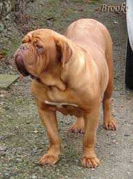 Brooke des Gladiateurs du Guesny