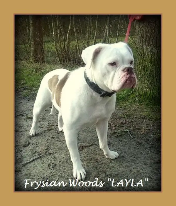 From Frysian Woods LAYLA2