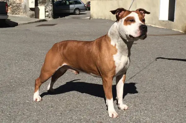 Eclipse de la griffe du dragon