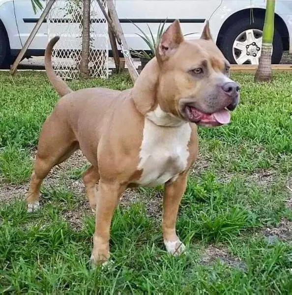 UKC CH 'PR' Buenos Aires Cupid's Kiss of Prodigy