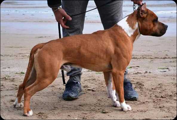 Rockabilly Ruffian Khaleb