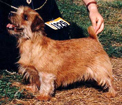 INTCH, CH.NORDIK,S Teatime's Candy Sugar