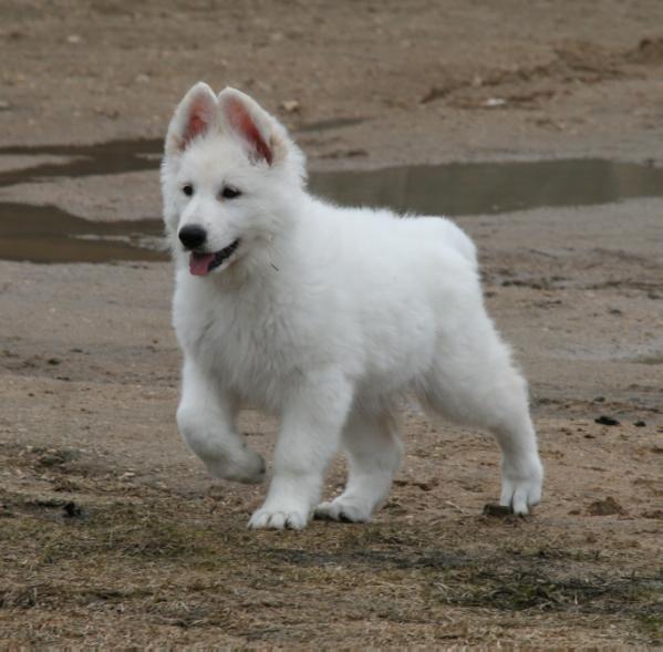 Maila iz Okeana Udachi