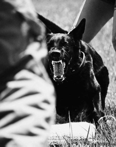 Boydz Sveta z Diehlomov