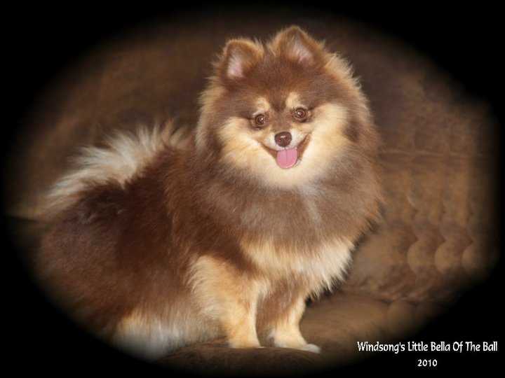 Windsong's Little Bella Of The Ball