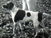 Blanc KS vom Hege-Haus