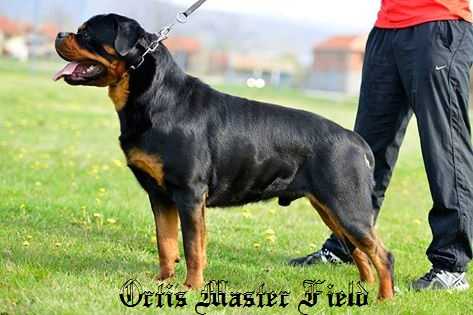 Ch Ser  CAC, CACIB, BOB, BOG, BIS Ortis Master Field