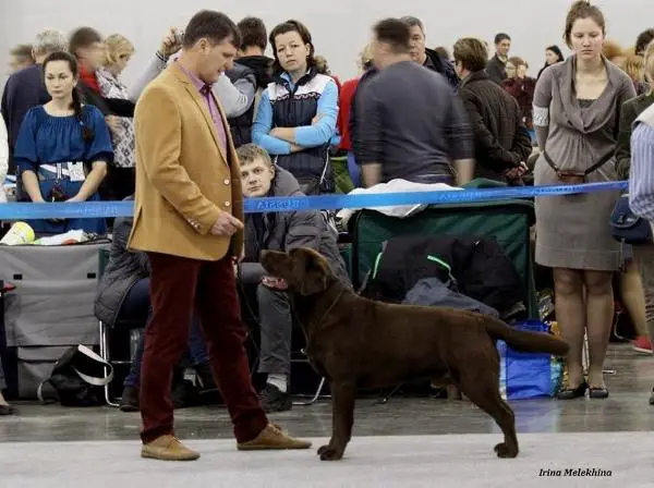 CH RUS,CLUB,KZ,RKF Benjamin Mocca Furor Od Himalajskeho cedru