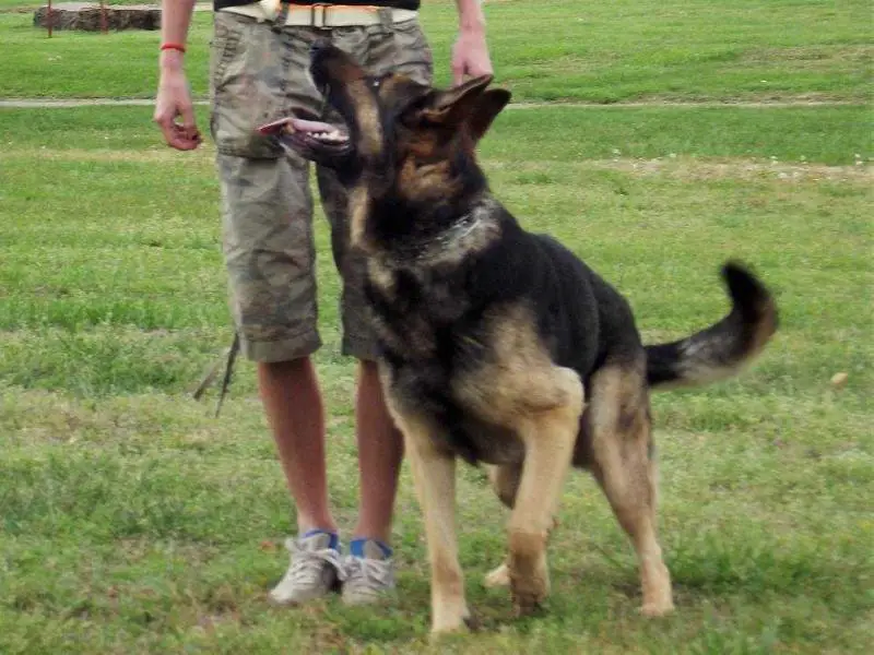 Former canine extreme