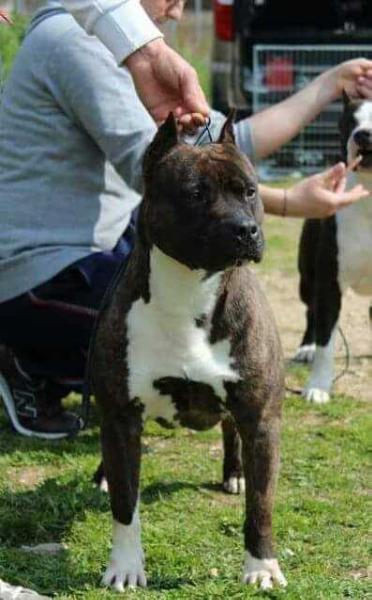 CH  ITA Lobotown Willynwood Sipping Whiskey out the Bottle