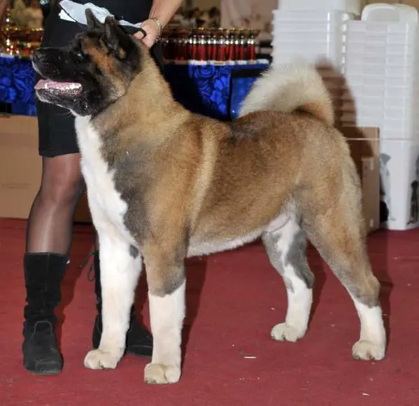 RUS CH, RUS JCH UnitedCollar's Air Exspress