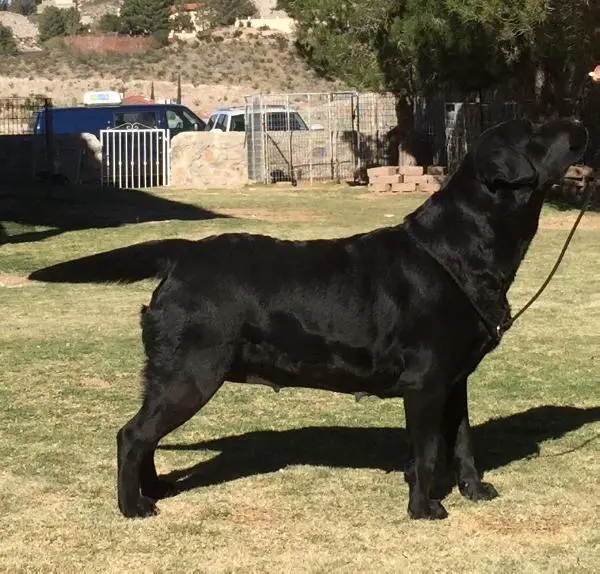 Lab Creations Pretty Girl