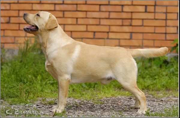 CH GRAND, RUS, BELAR Unique Caletto Herbu Zadora