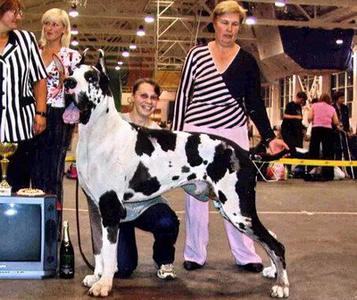 Novat Holl Chance of Traum