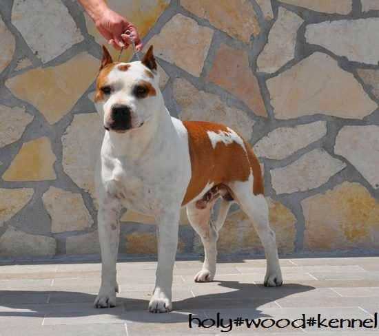 Great balls of fire ez holywood