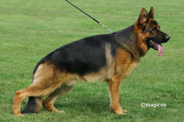 V(LGZS) Pepe Von Der Zenteiche