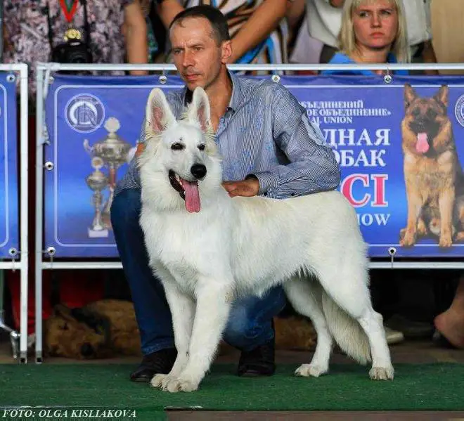 JCH BY Goodwin Magic Wizard Vencedores