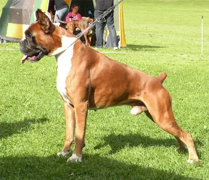 HCH, HJCH, BOB, CI.W, CAC, HPJ BLACK-JOY IGOR