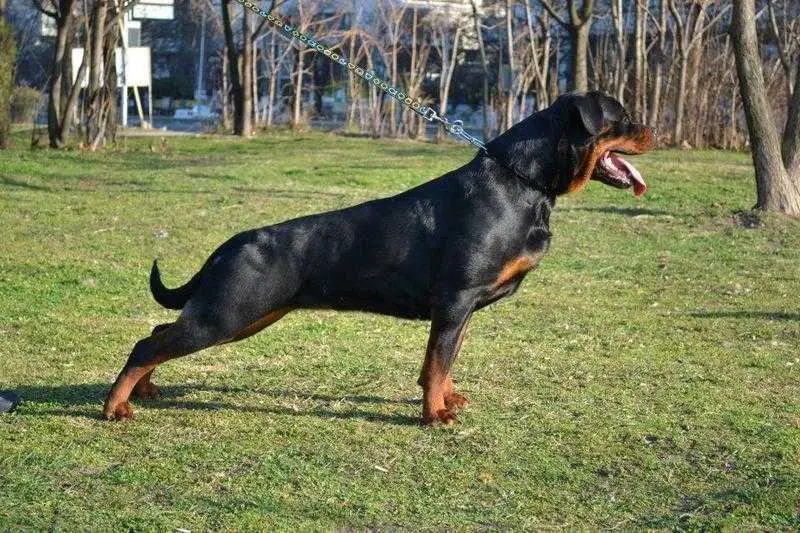 Beatrice vom Hause Kosovan