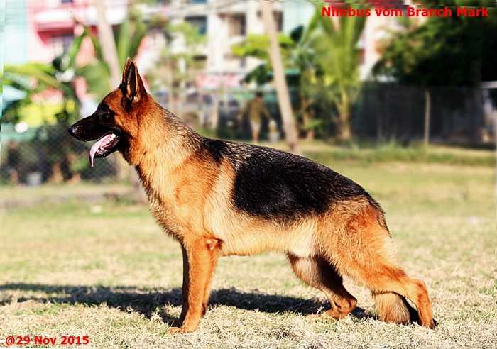 Nimbus vom Branch Mark