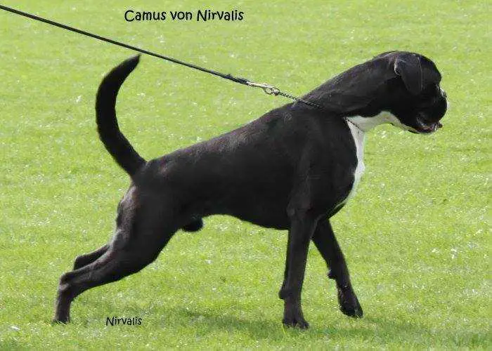 Multi-Champion Camus von Nirvalis
