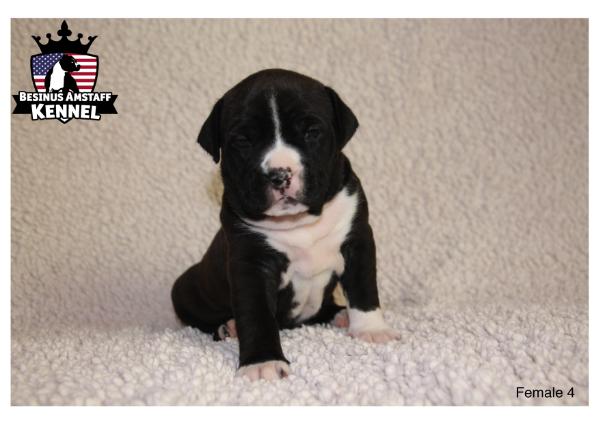 Besinus All you need in Love