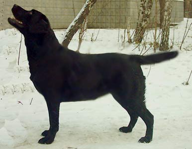 Triniti Dzhoi Algena