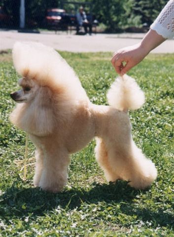 WW-98 Golden Queen v.d. Bockhoh