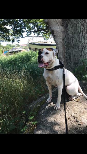 Sly Dog American Bulldogs Beautiful Stranger