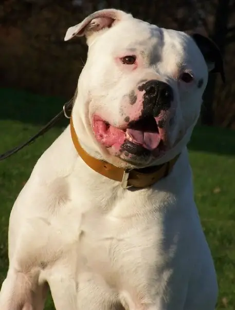 White Bandits Mack The Knife