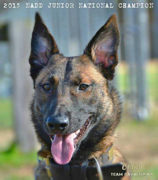 Cita Of Cavalier K9