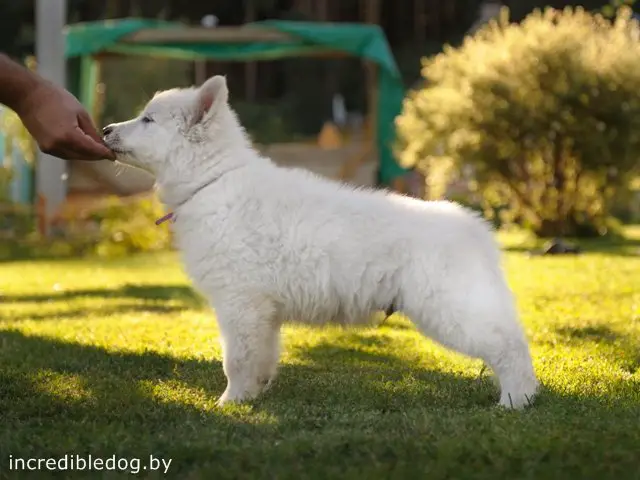 Akkord Incredible Dog