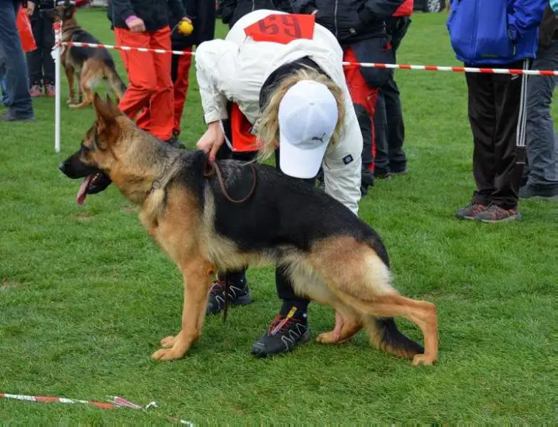 7x V1 VT OV, V2 r. CAC, SG1, V8 sieger CZ Garnie Best of the Gods