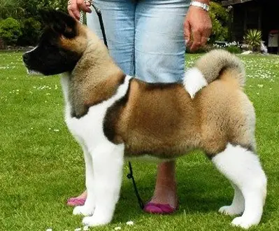 Redwitch Winner Takes All