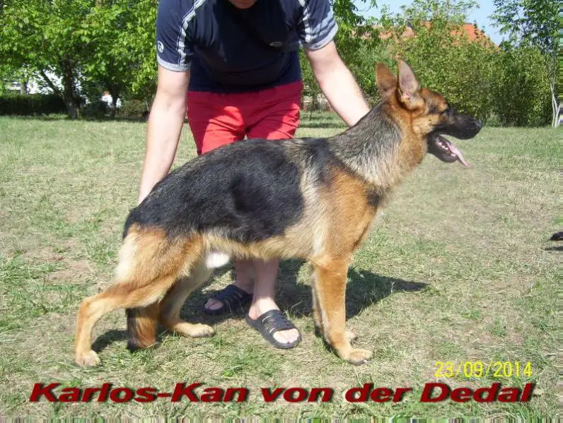 Karlos-Kan von der Dedal