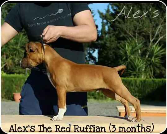 Alex's The Red Ruffian