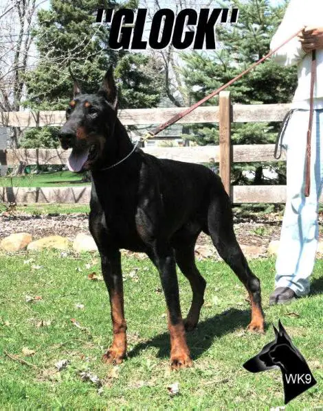 Glock Von Der Zonser Heide